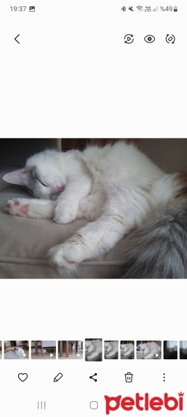 Ankara Kedisi, Kedi  Pamuk fotoğrafı