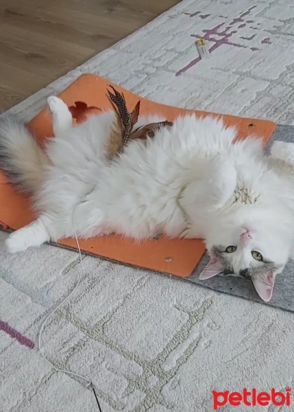 Ankara Kedisi, Kedi  Pamuk fotoğrafı
