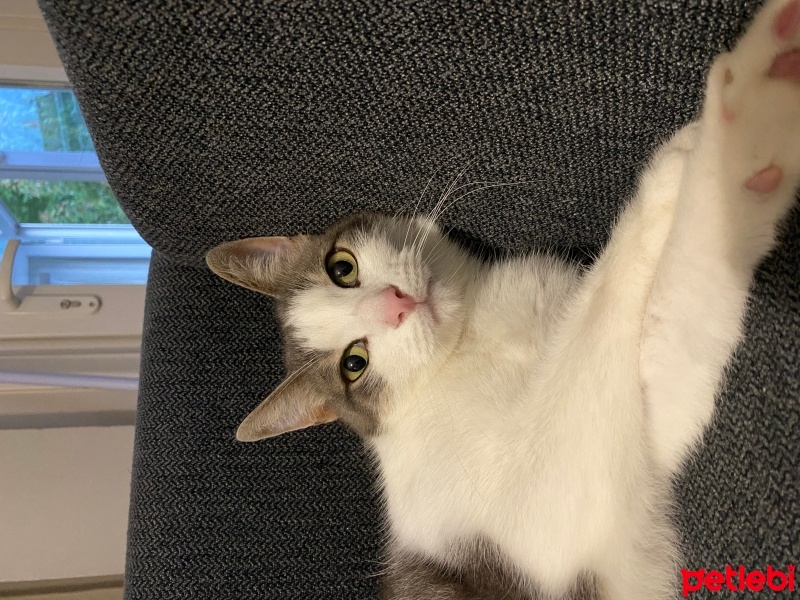 European Shorthair, Kedi  Latte fotoğrafı
