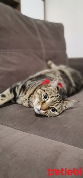 Tekir Kedi, Kedi  Maşuka fotoğrafı