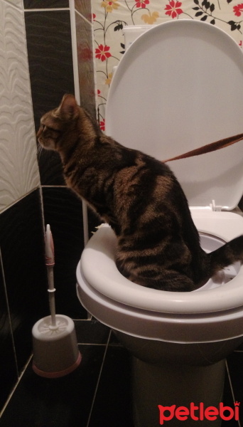 Tekir Kedi, Kedi  Maşuka fotoğrafı