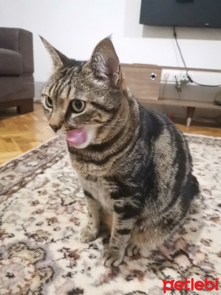 Tekir Kedi, Kedi  Maşuka fotoğrafı