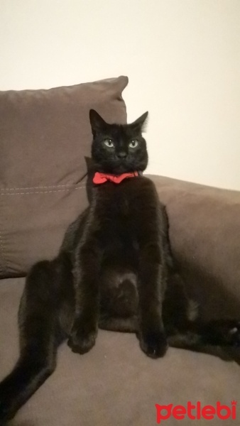 Tekir Kedi, Kedi  Jejevit fotoğrafı