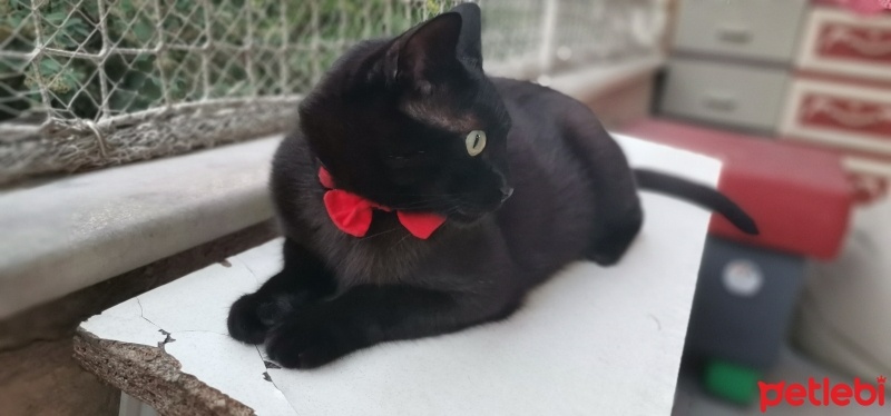 Tekir Kedi, Kedi  Jejevit fotoğrafı