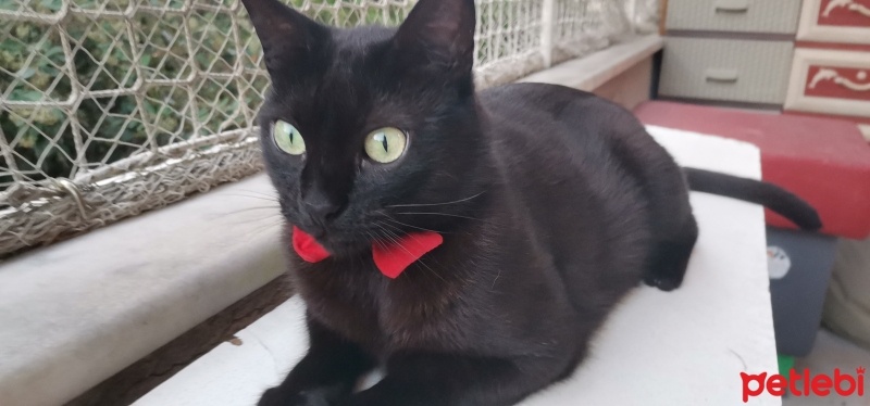 Tekir Kedi, Kedi  Jejevit fotoğrafı