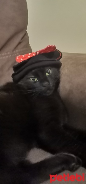 Tekir Kedi, Kedi  Jejevit fotoğrafı