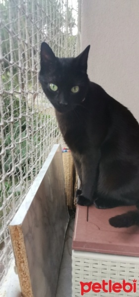 Tekir Kedi, Kedi  Jejevit fotoğrafı