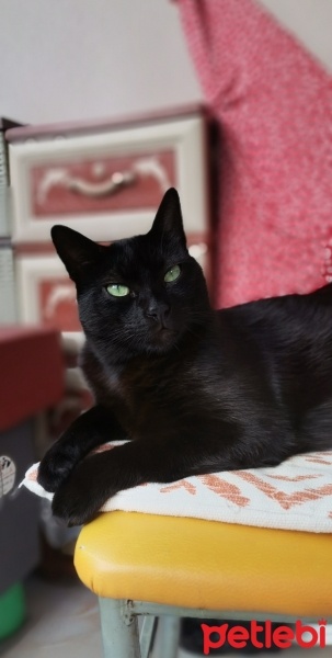 Tekir Kedi, Kedi  Jejevit fotoğrafı