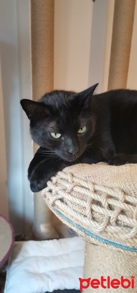 Tekir Kedi, Kedi  Jejevit fotoğrafı