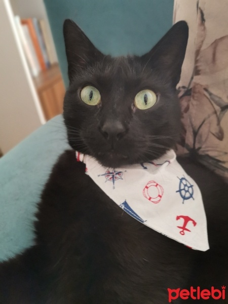 Tekir Kedi, Kedi  Jejevit fotoğrafı