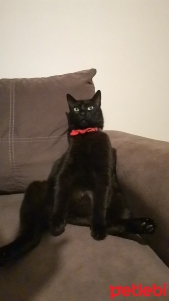 Tekir Kedi, Kedi  Jejevit fotoğrafı