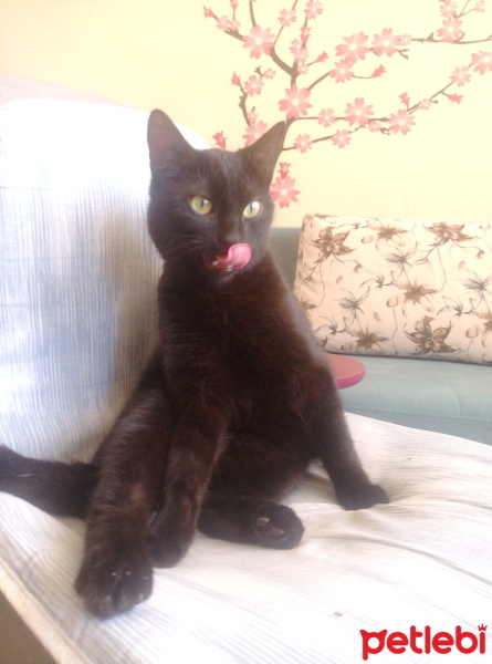 Tekir Kedi, Kedi  Jejevit fotoğrafı