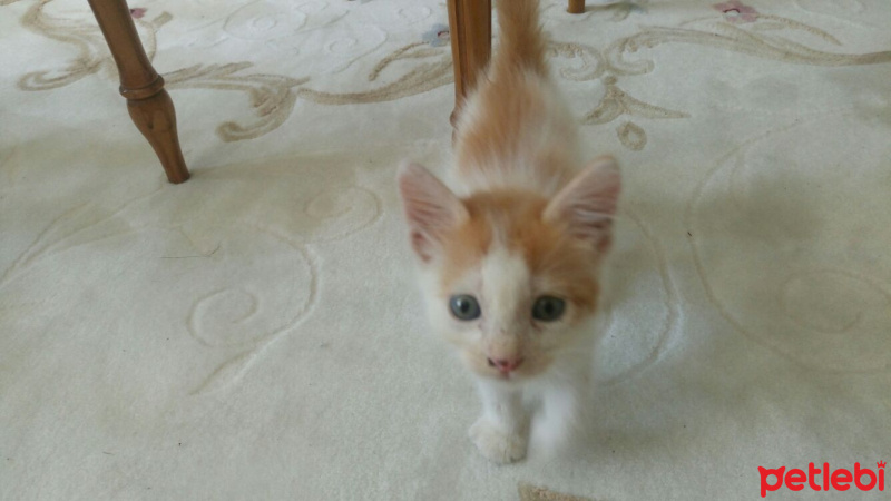 Tekir Kedi, Kedi  maviş fotoğrafı