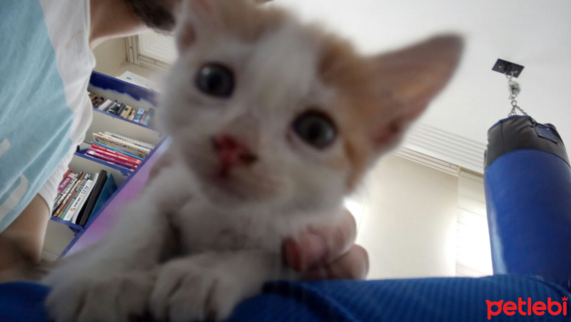 Tekir Kedi, Kedi  maviş fotoğrafı