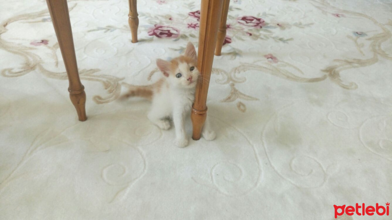 Tekir Kedi, Kedi  maviş fotoğrafı