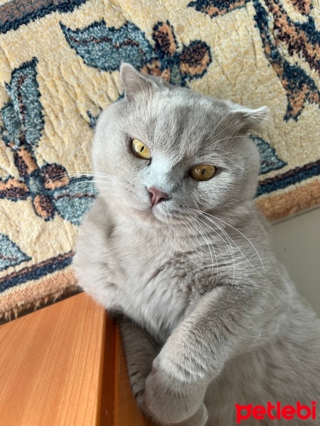 Scottish Fold, Kedi  KAYMAK &Bal fotoğrafı