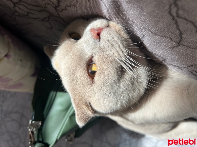 Scottish Fold, Kedi  KAYMAK &Bal fotoğrafı
