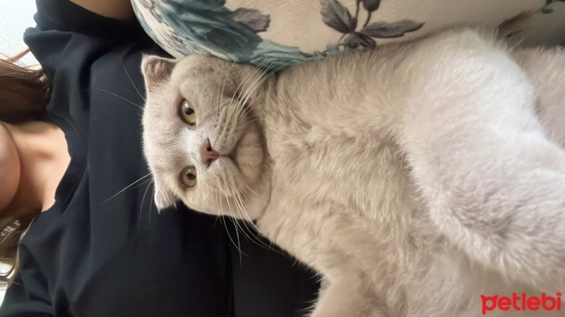 Scottish Fold, Kedi  KAYMAK &Bal fotoğrafı