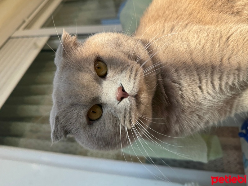 Scottish Fold, Kedi  KAYMAK &Bal fotoğrafı