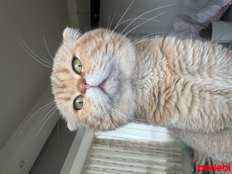 Scottish Fold, Kedi  KAYMAK &Bal fotoğrafı