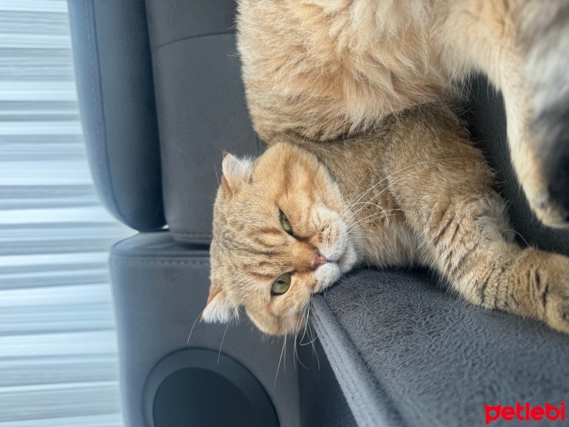 Scottish Fold, Kedi  KAYMAK &Bal fotoğrafı