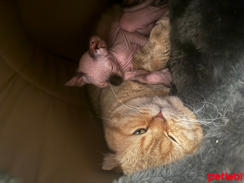 Scottish Fold, Kedi  KAYMAK &Bal fotoğrafı