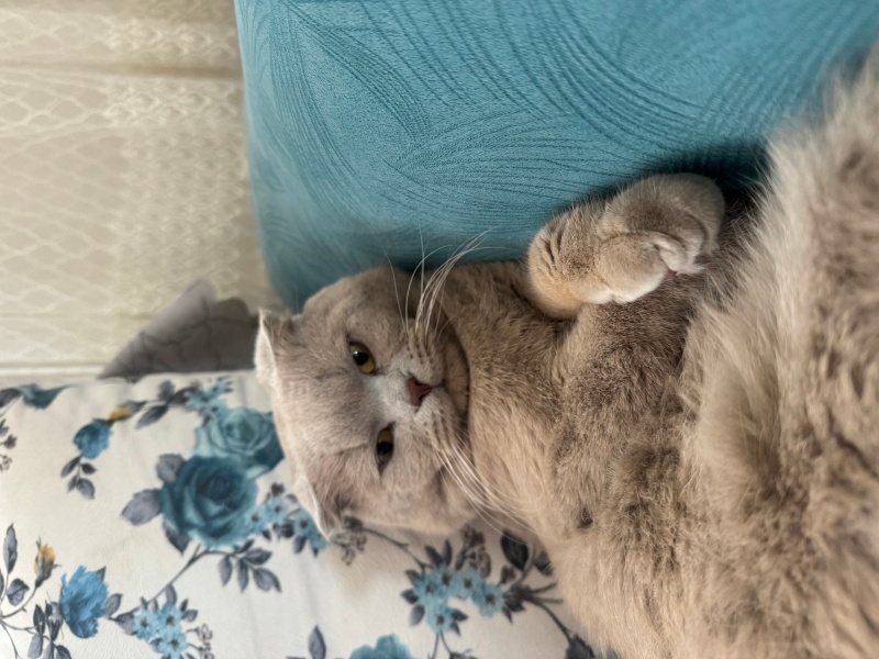 Scottish Fold, Kedi  KAYMAK &Bal fotoğrafı