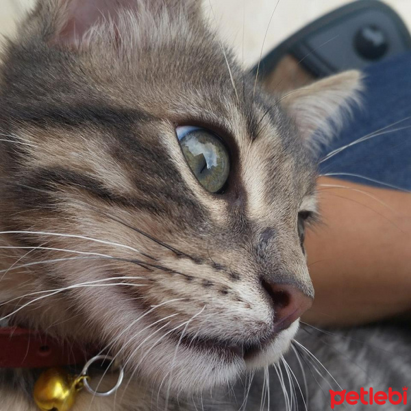 Tekir Kedi, Kedi  şans fotoğrafı