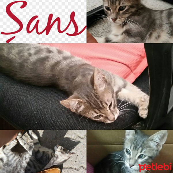 Tekir Kedi, Kedi  şans fotoğrafı