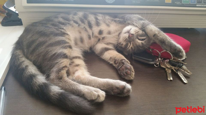 Tekir Kedi, Kedi  şans fotoğrafı