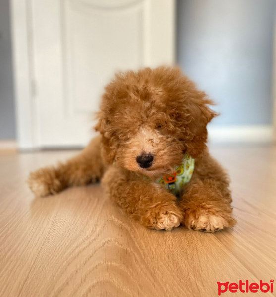 Poodle(Standart Kaniş), Köpek  Oscar fotoğrafı