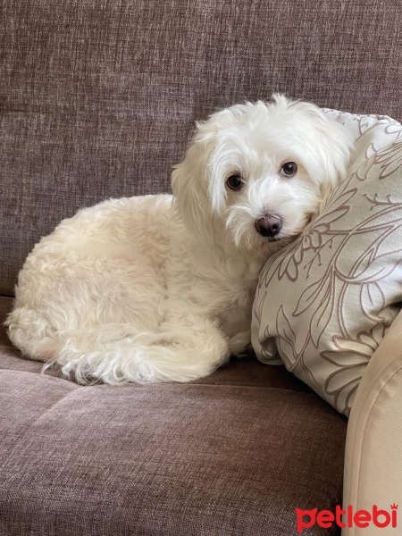Maltese, Köpek  COOKİE fotoğrafı