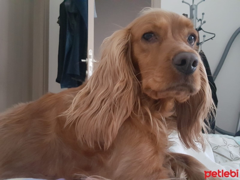 İngiliz Cocker Spaniel, Köpek  Arwen fotoğrafı