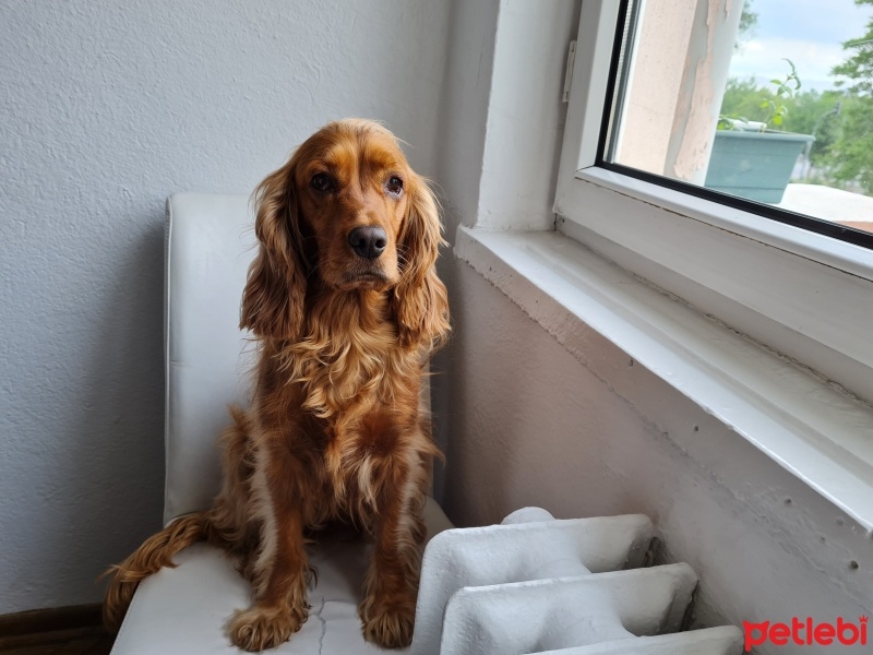İngiliz Cocker Spaniel, Köpek  Arwen fotoğrafı