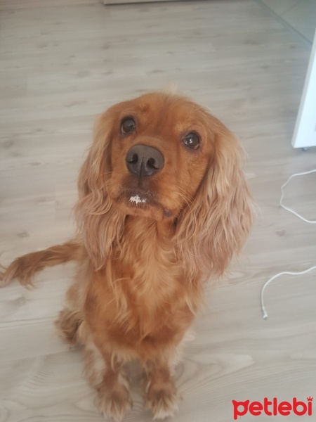 İngiliz Cocker Spaniel, Köpek  Arwen fotoğrafı