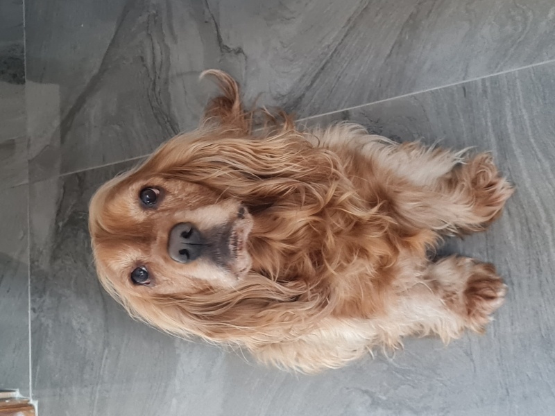İngiliz Cocker Spaniel, Köpek  Arwen fotoğrafı