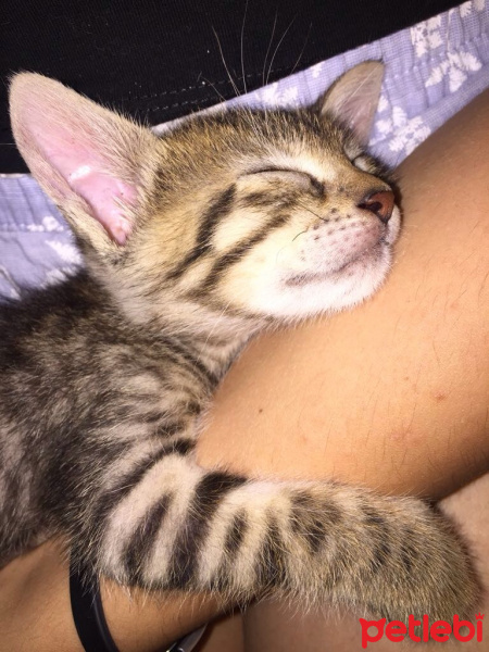 Tekir Kedi, Kedi  Minik fotoğrafı