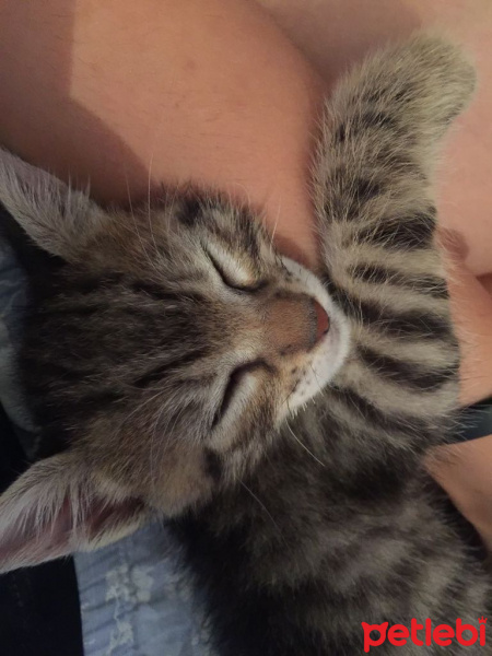 Tekir Kedi, Kedi  Minik fotoğrafı