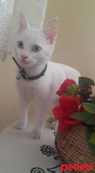 Van Kedisi, Kedi  gölge fotoğrafı