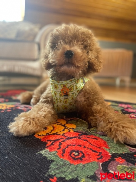 Poodle(Standart Kaniş), Köpek  Oscar fotoğrafı