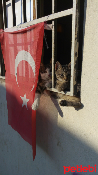 Tekir Kedi, Kedi  Mama fotoğrafı