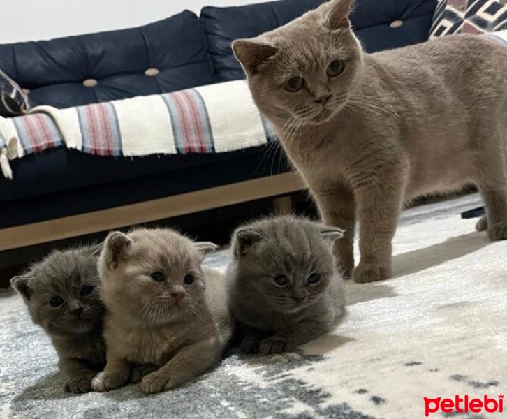 British Shorthair, Kedi  Minnoş fotoğrafı