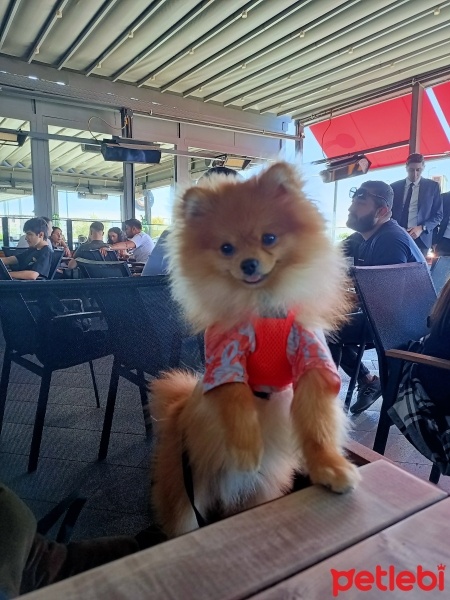 Pomeranyalı, Köpek  Foxy fotoğrafı