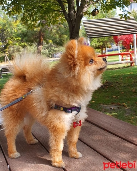 Pomeranyalı, Köpek  Foxy fotoğrafı