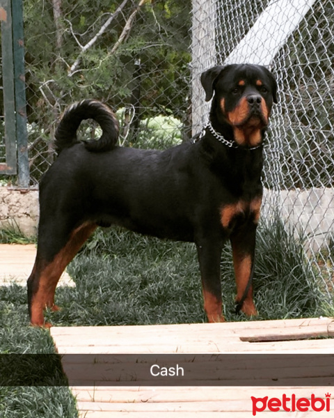 Rottweiler, Köpek  Cash fotoğrafı
