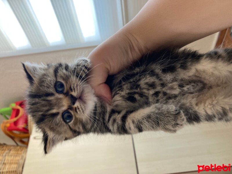 British Longhair, Kedi  British longhair fotoğrafı