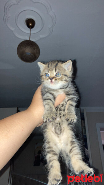 British Longhair, Kedi  British longhair fotoğrafı