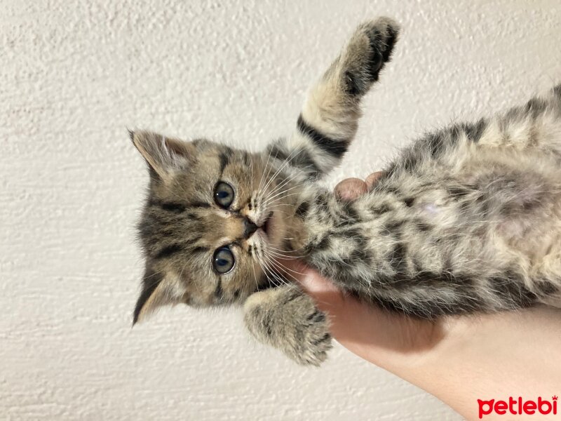 British Longhair, Kedi  British longhair fotoğrafı