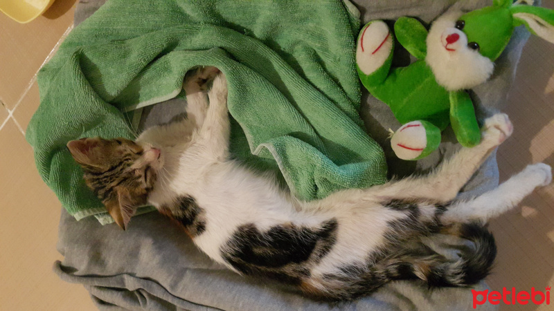 Tekir Kedi, Kedi  Mino  fotoğrafı