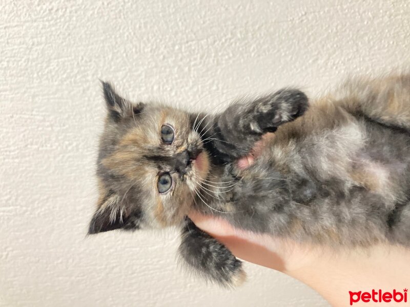 British Shorthair, Kedi  British shorthair fotoğrafı